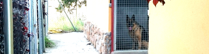 instalaciones residencia canina en madrid 