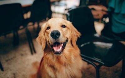 Los 10 mejores blogs de perros en español