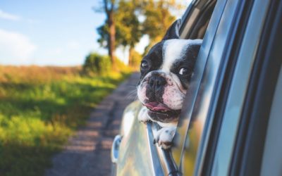 Cómo llevar a tu perro en el coche cuando vas de viaje